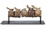 Articulated Hadrosaur (Edmontosaurus) Caudal Vertebrae w/ Stand #264987-4